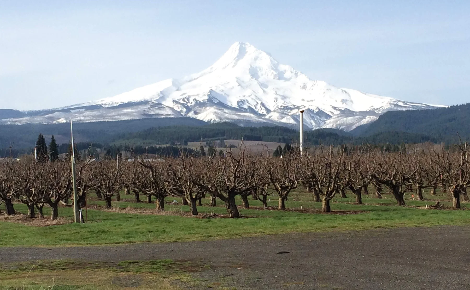 Farm to table dinner in the shadow of Mount Hood - 1023237