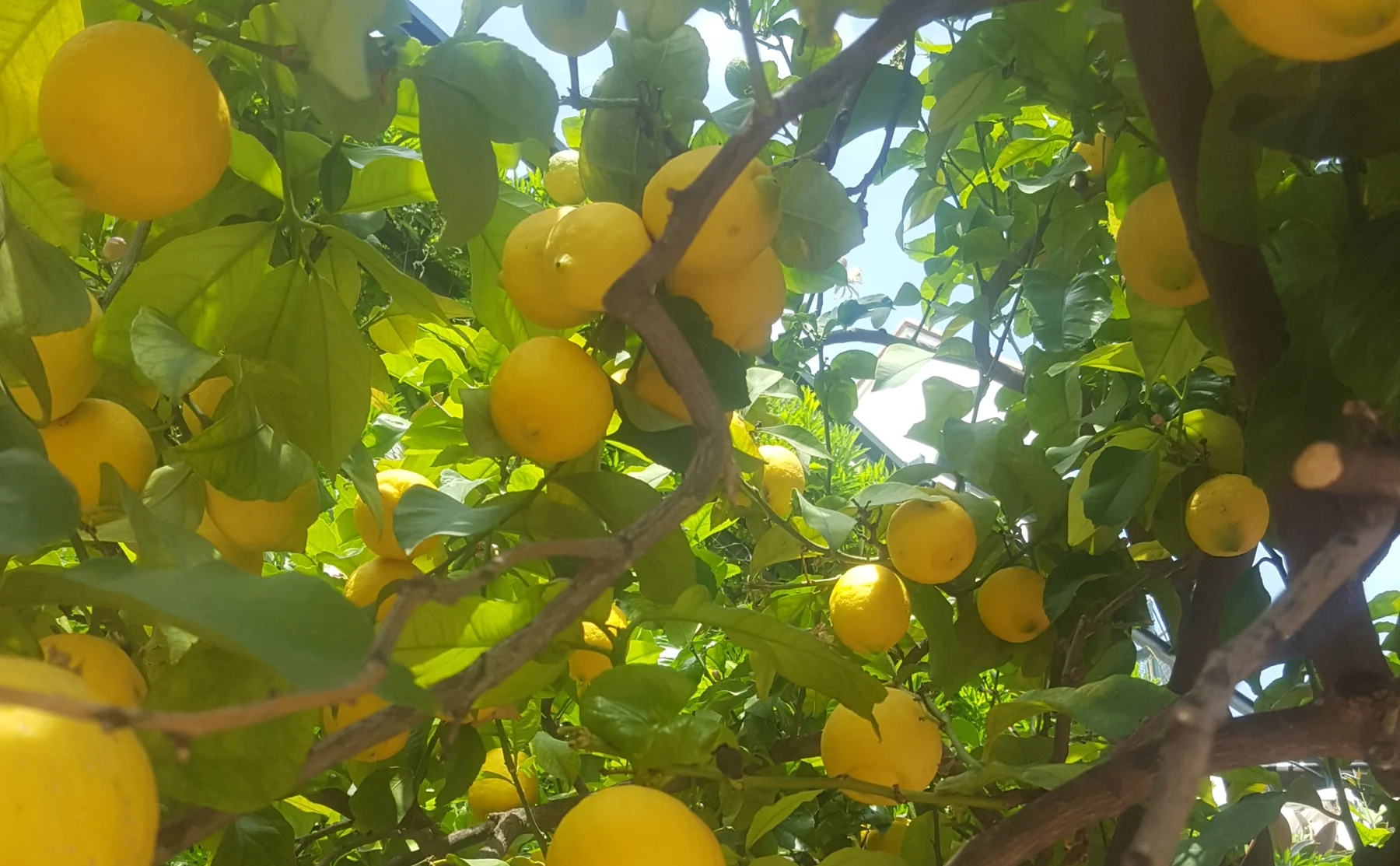 Amalfi Coast experience: Lemons' Pathway and dinner - 1059797