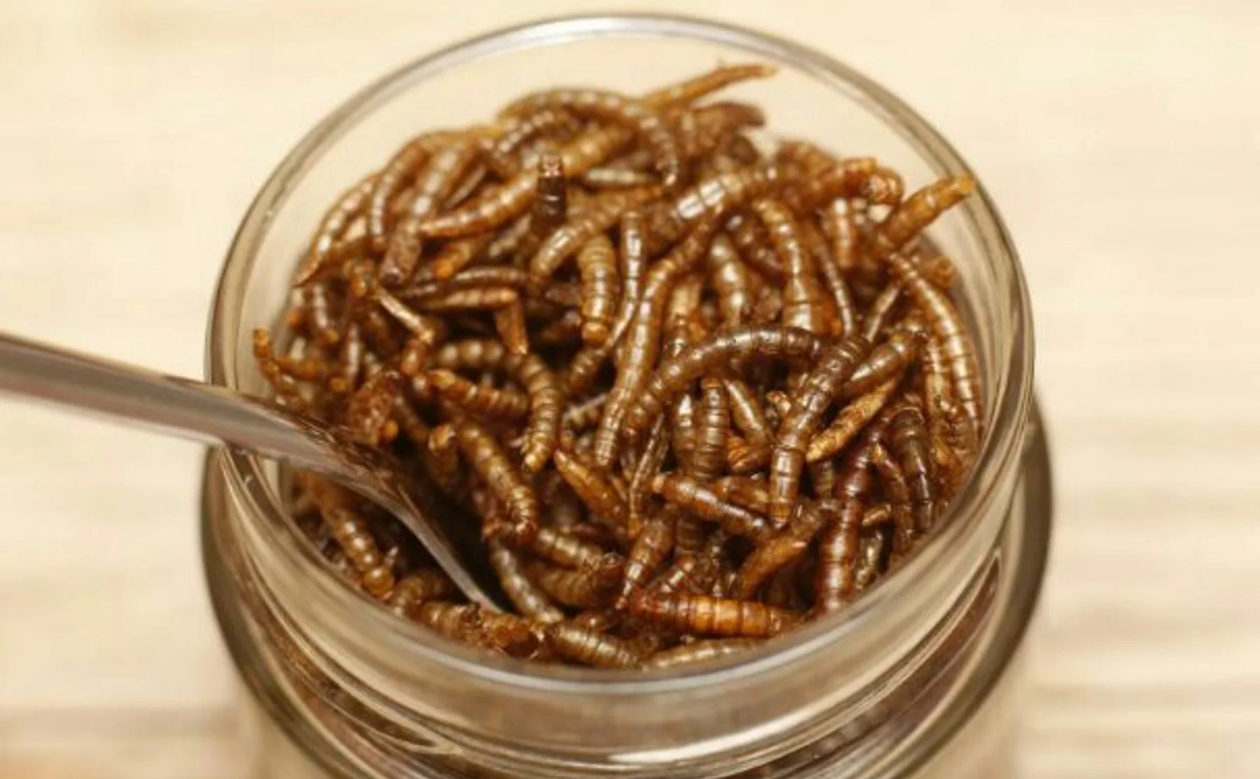 Mealworms lunch testing in Mathallen #Oslo  - 1204581