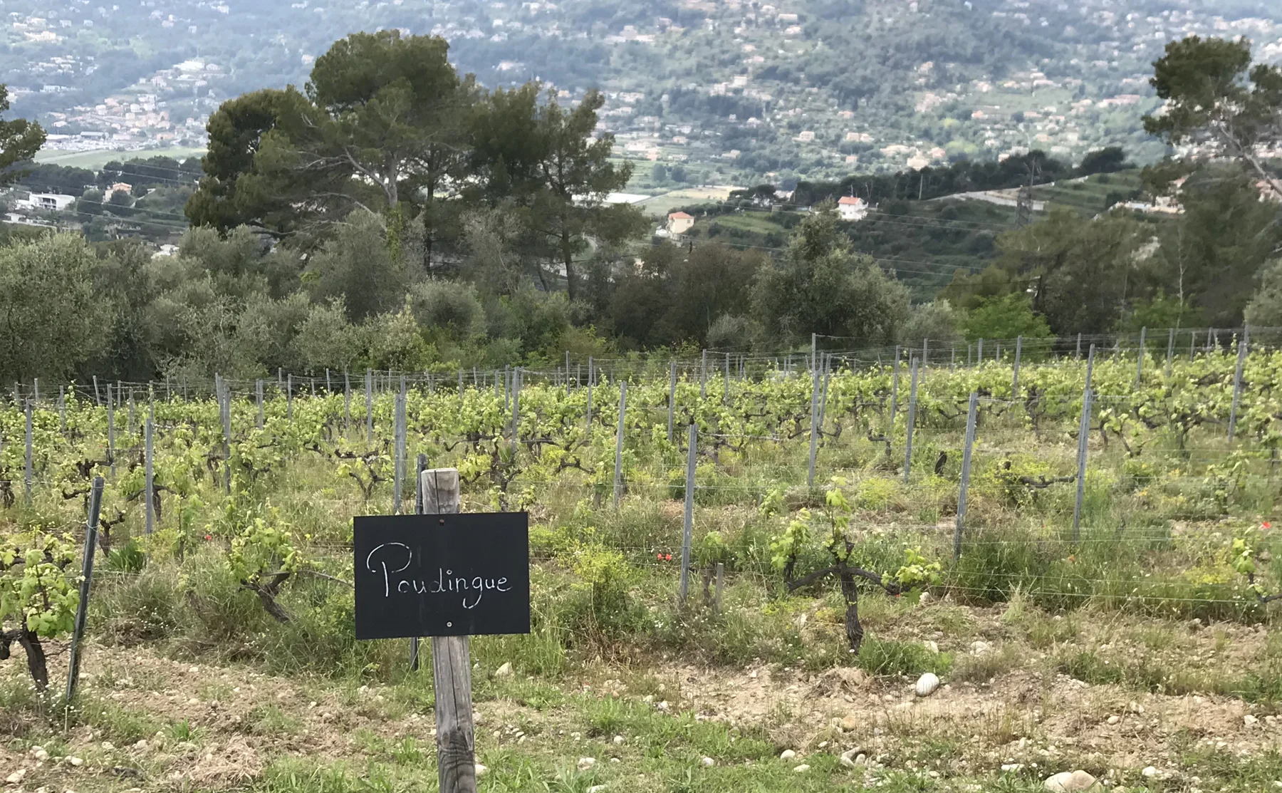 Wine tour of Provence vineyards in the hills of Nice - 1375688