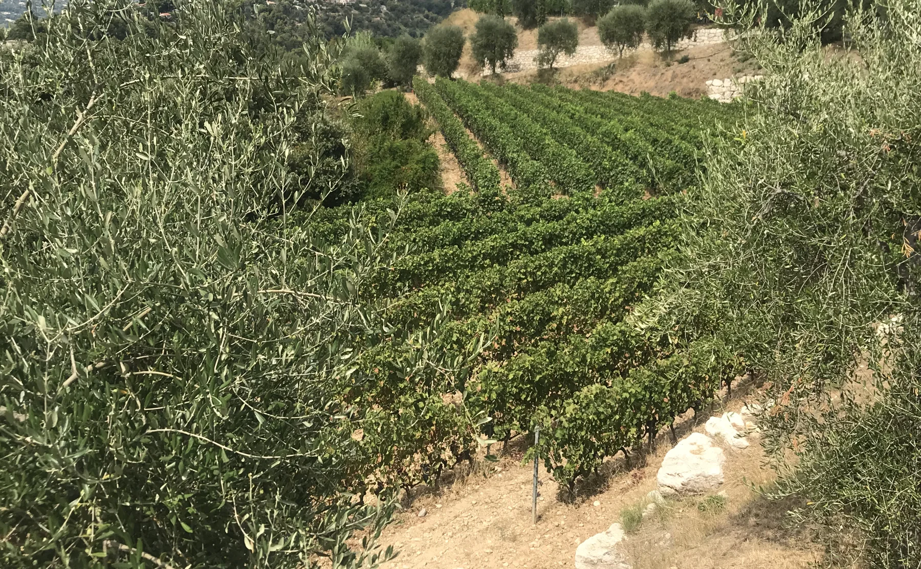 Wine tour of Provence vineyards in the hills of Nice - 1375689