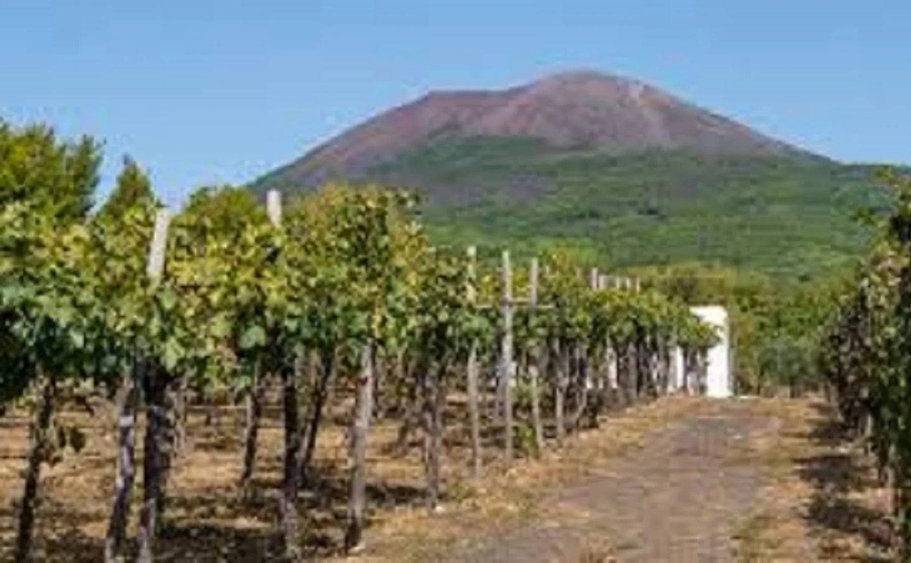 Wine Tasting in Naples near the Vesuvius - 1392901