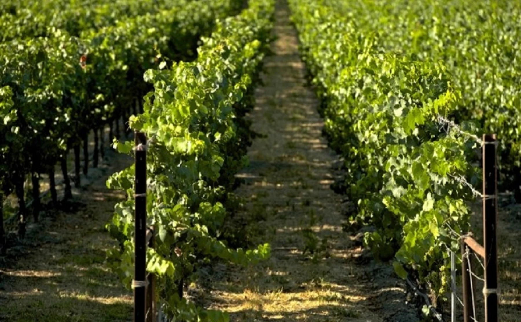 Wine cellar and vineyard tour with tasting at Campi Flegrei - 1392925