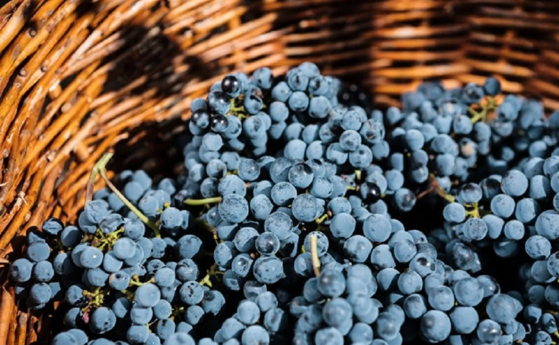 Wine cellar and vineyard tour with tasting at Campi Flegrei - 1392926