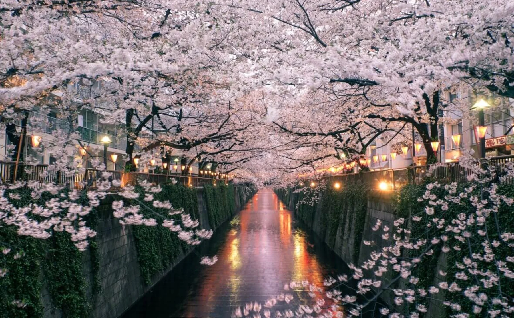 Cherry Blossom Season "Hanami" Online Experience - 1441854
