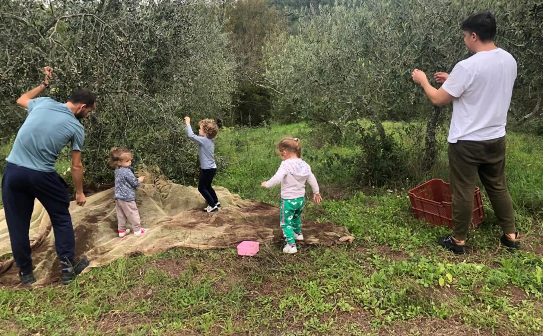 🌿 Embark on a Tuscan Adventure: Pick Olives in the Enchanting Chianti Countryside! 🌿 - 1525295