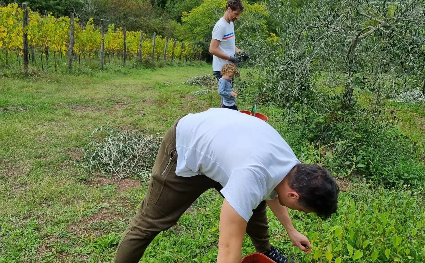 🌿 Embark on a Tuscan Adventure: Pick Olives in the Enchanting Chianti Countryside! 🌿 - 1525297