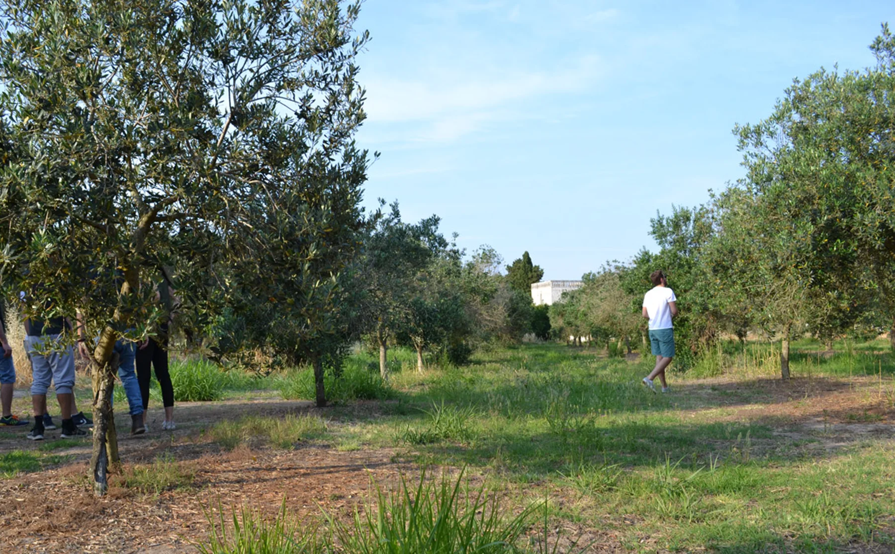 Sunny Aperitivo in the olive garden - 429785